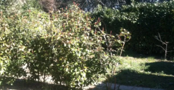 Appartement – Studio – RAMONVILLE-SAINT-AGNE – 520